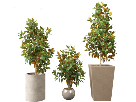 Magnolia grandiflora Teddy Bear 01 Modelo 3D