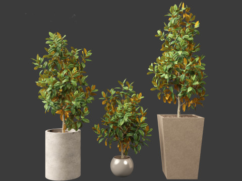 Magnolia grandiflora Teddy Bear 01 Modelo 3D