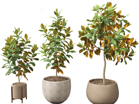 Magnolia grandiflora Teddy Bear 01 Modelo 3D