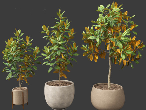 Magnolia grandiflora Teddy Bear 01 Modelo 3D