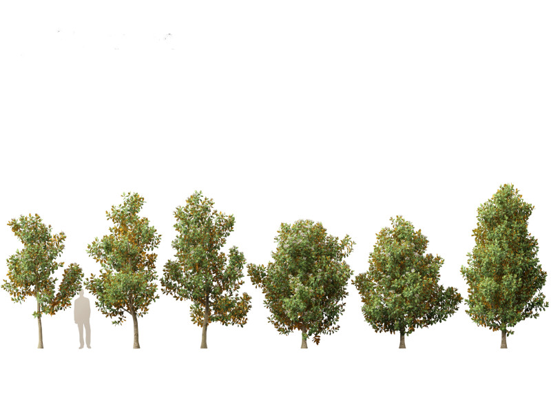 Magnolia grandiflora Teddy Bear 02 3D Model .c4d .max .obj .3ds .fbx .stl .blend 