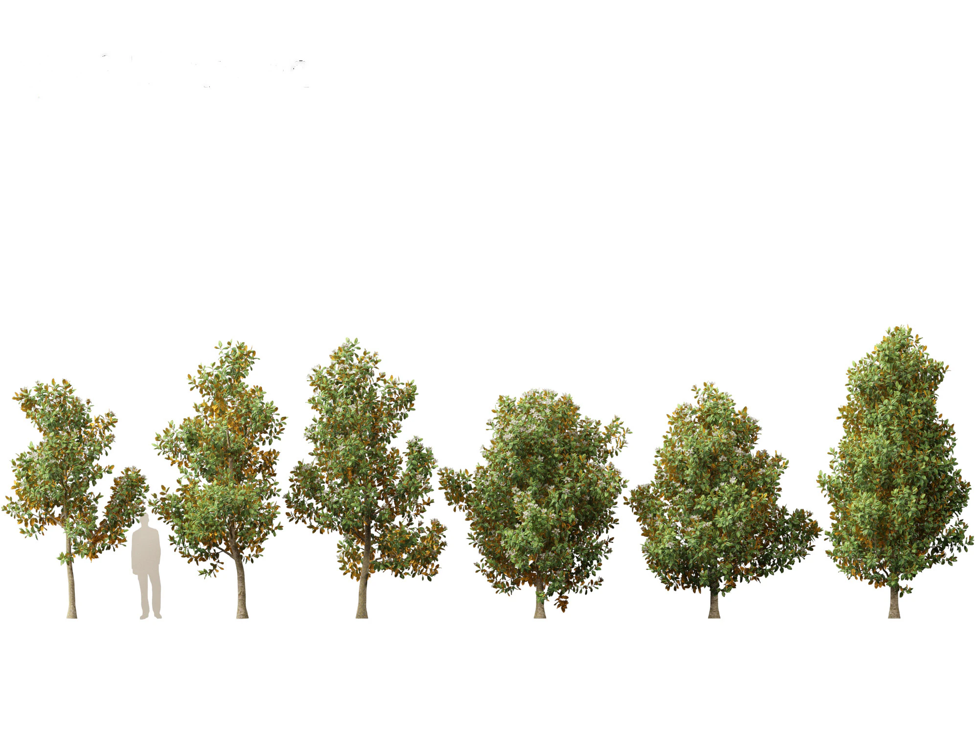 Magnolia grandiflora Teddy Bear 02 3D Model .c4d .max .obj .3ds .fbx .stl .blend 