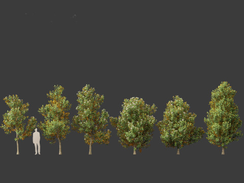 Magnolia grandiflora Teddy Bear 02 3D Model