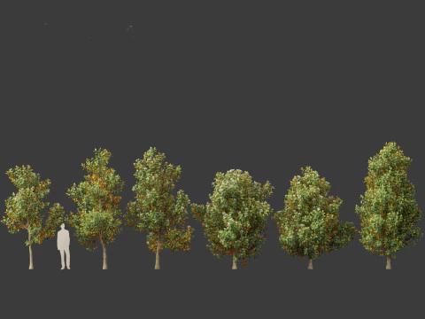 Magnolia grandiflora Teddy Bear 02 3D Model