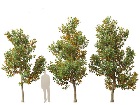 Magnolia grandiflora Teddy Bear 02 3D Model