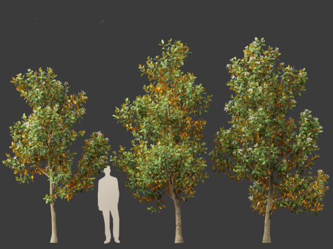 Magnolia grandiflora Teddy Bear 02 3D Model