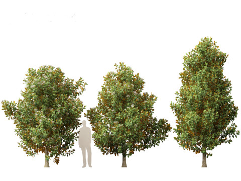 Magnolia grandiflora Teddy Bear 02 3D Model