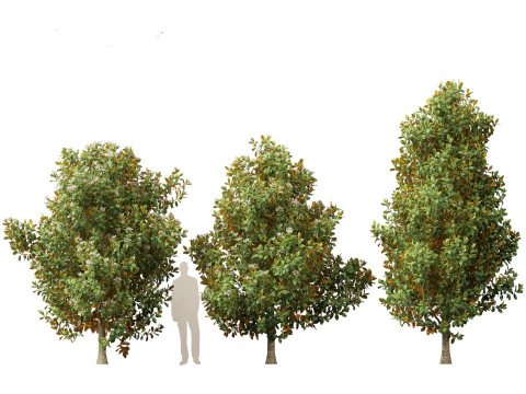 Magnolia grandiflora Teddy Bear 02 3D Model