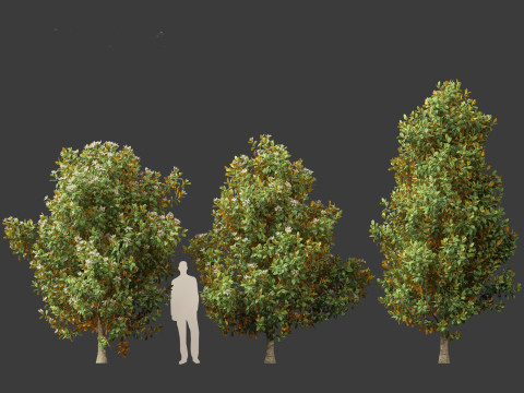 Magnolia grandiflora Teddy Bear 02 3D Model