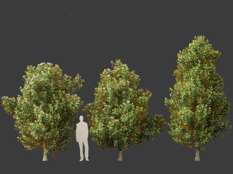 Magnolia grandiflora Teddy Bear 02 3D Model