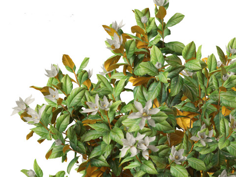 Magnolia grandiflora Teddy Bear 02 3D Model