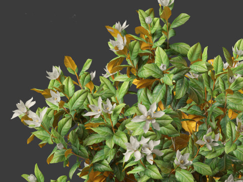 Magnolia grandiflora Teddy Bear 02 3D Model