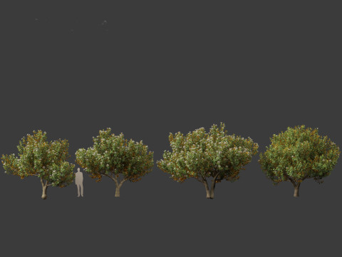 Magnolia grandiflora Teddy Bear 03 3D Model