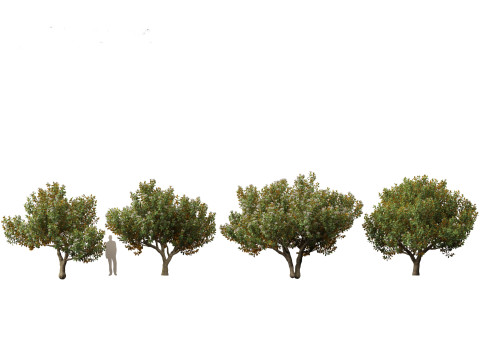 Magnolia grandiflora Teddy Bear 03 3D Model
