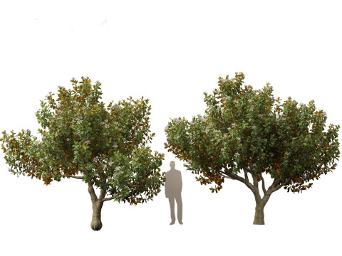 Magnolia grandiflora Teddy Bear 03 3D Model