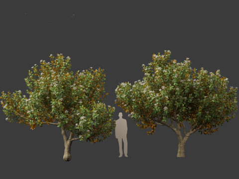 Magnolia grandiflora Teddy Bear 03 3D Model