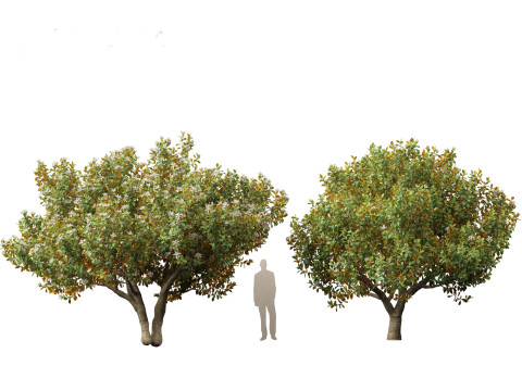 Magnolia grandiflora Teddy Bear 03 3D Model