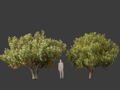Magnolia grandiflora Teddy Bear 03 3D Model