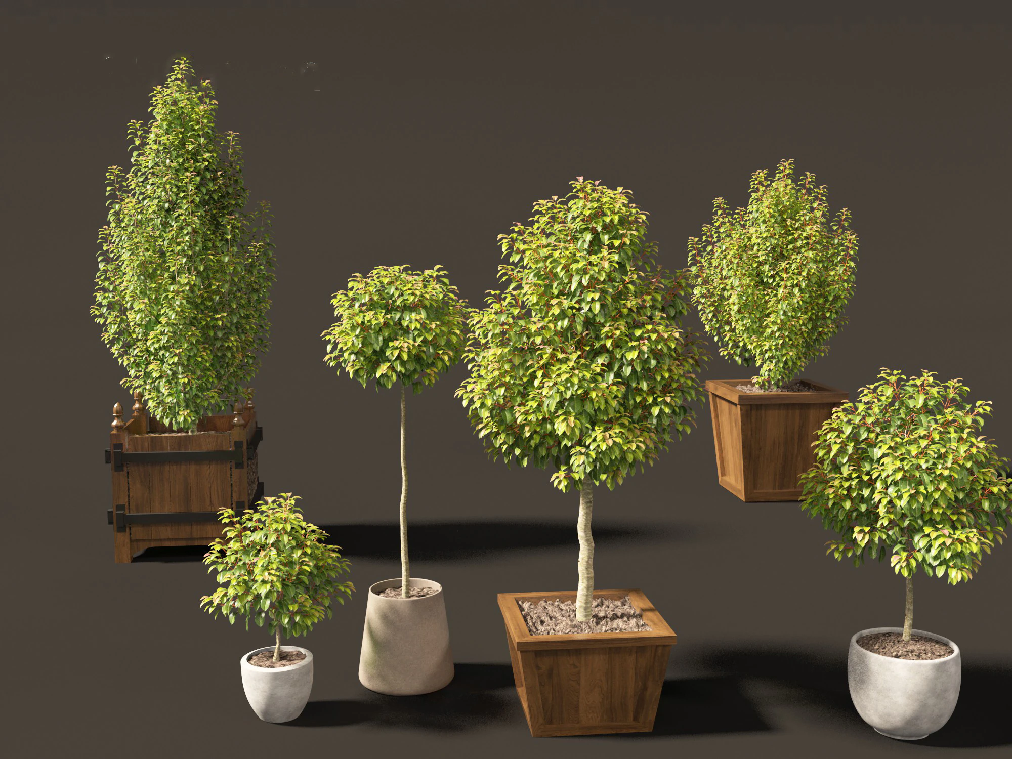 Prunus Lusitanica - Portuguese Cherry Laurel 01 3D Model .c4d .max .obj .3ds .fbx .stl .blend 