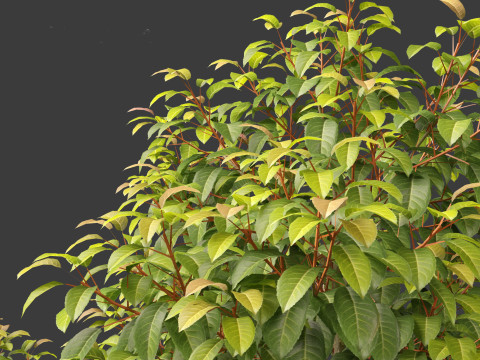 Prunus Lusitanica - Portuguese Cherry Laurel 01 Model 3D