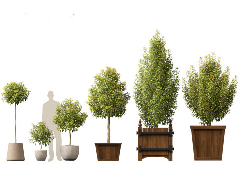 Prunus Lusitanica - Portuguese Cherry Laurel 01 Model 3D