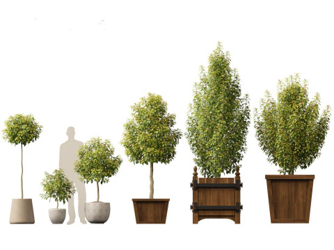Prunus Lusitanica - Portuguese Cherry Laurel 01 3D Model