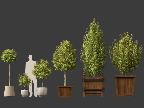 Prunus Lusitanica - Portuguese Cherry Laurel 01 Model 3D