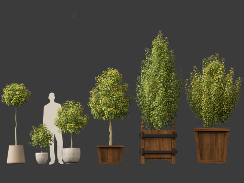 Prunus Lusitanica - Portuguese Cherry Laurel 01 3D Model