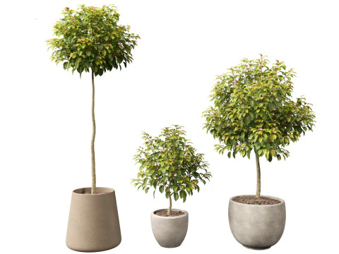 Prunus Lusitanica - Portuguese Cherry Laurel 01 3D Model