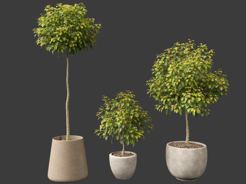 Prunus Lusitanica - Portuguese Cherry Laurel 01 Model 3D