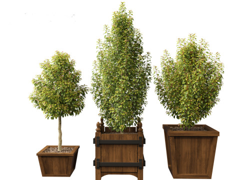 Prunus Lusitanica - Portuguese Cherry Laurel 01 Model 3D