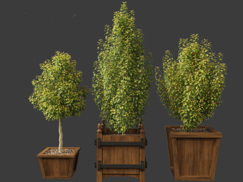 Prunus Lusitanica - Portuguese Cherry Laurel 01 Model 3D