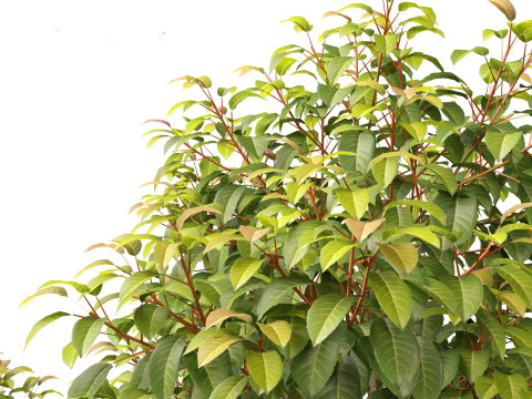 Prunus Lusitanica - Portuguese Cherry Laurel 01 Model 3D