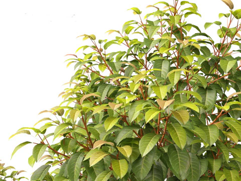 Prunus Lusitanica - Portuguese Cherry Laurel 01 3D Model