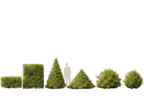 Prunus Lusitanica - Portuguese Cherry Laurel 02 3D Model