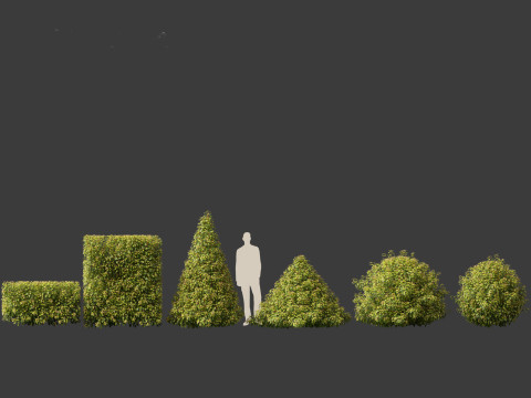 Prunus Lusitanica - Portuguese Cherry Laurel 02 3D Model