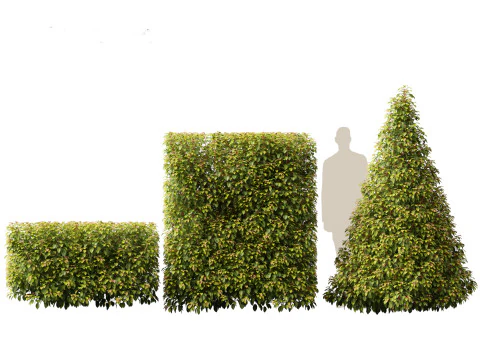 Prunus Lusitanica - Portuguese Cherry Laurel 02 3D Model