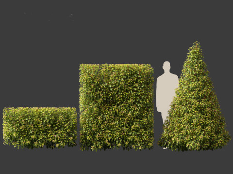 Prunus Lusitanica - Portuguese Cherry Laurel 02 3D Model