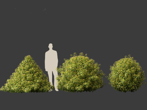 Prunus Lusitanica - Portuguese Cherry Laurel 02 3D Model