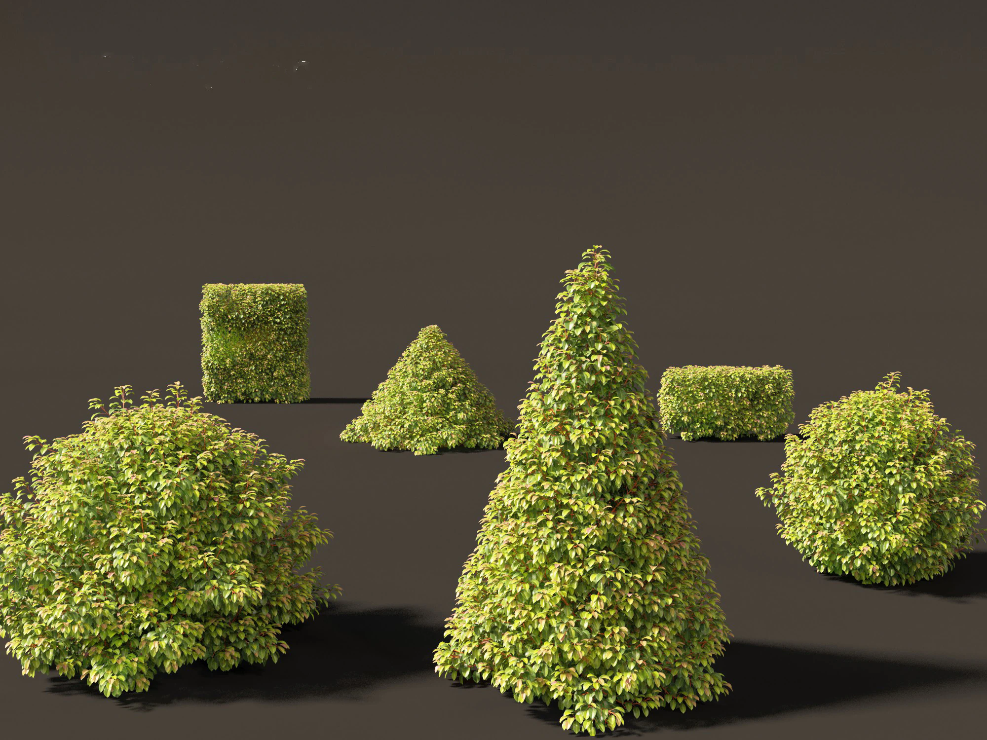 Prunus Lusitanica - Portuguese Cherry Laurel 02 3D Model .c4d .max .obj .3ds .fbx .stl .blend 