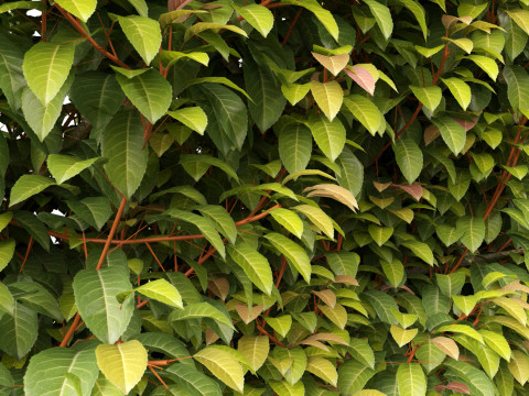 Prunus Lusitanica - Portuguese Cherry Laurel 02 3D Model
