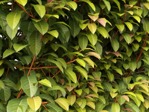 Prunus Lusitanica - Portuguese Cherry Laurel 02 3D Model