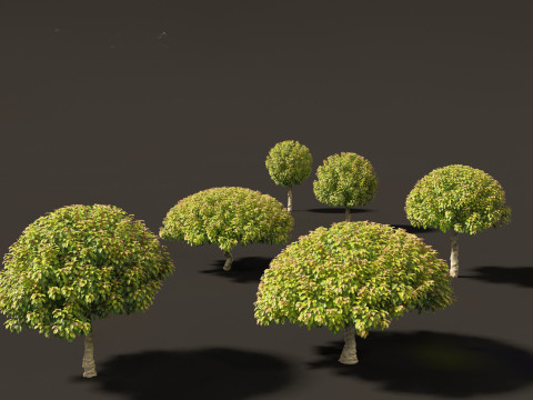 Prunus Lusitanica - Portuguese Cherry Laurel 03 3D Model