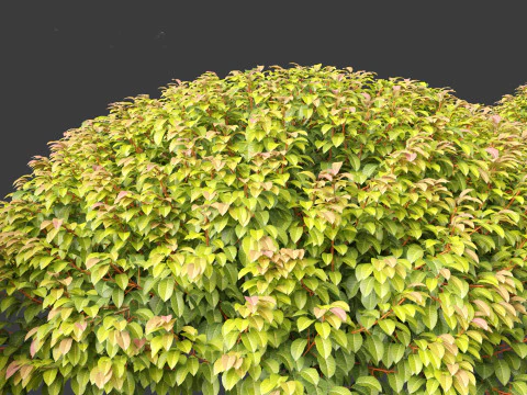 Prunus Lusitanica - Portuguese Cherry Laurel 03 3D Model