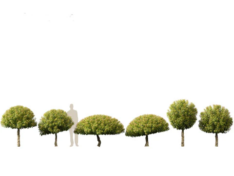 Prunus Lusitanica - Portuguese Cherry Laurel 03 3D Model