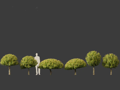 Prunus Lusitanica - Portuguese Cherry Laurel 03 3D Model