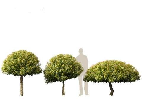 Prunus Lusitanica - Portuguese Cherry Laurel 03 3D Model