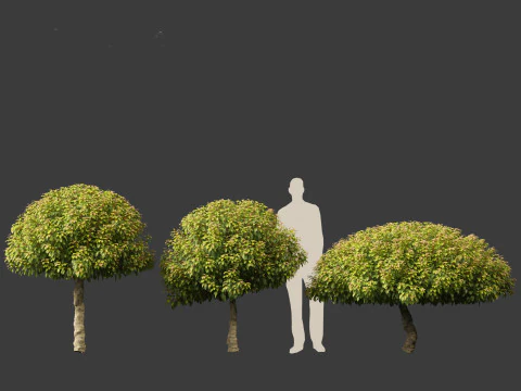 Prunus Lusitanica - Portuguese Cherry Laurel 03 3D Model