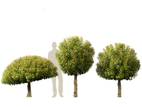 Prunus Lusitanica - Portuguese Cherry Laurel 03 3D Model