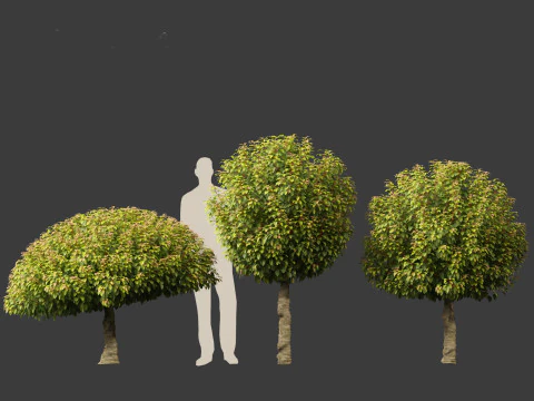 Prunus Lusitanica - Portuguese Cherry Laurel 03 3D Model